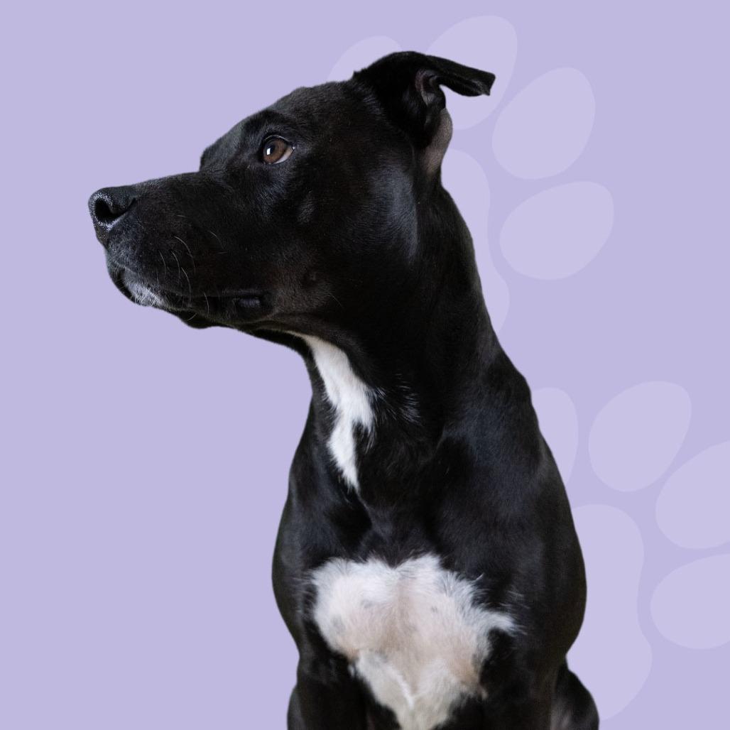 Enlarge Cashmere, a Adoptable Mixed Breed in Gainesville, GA image 2/4