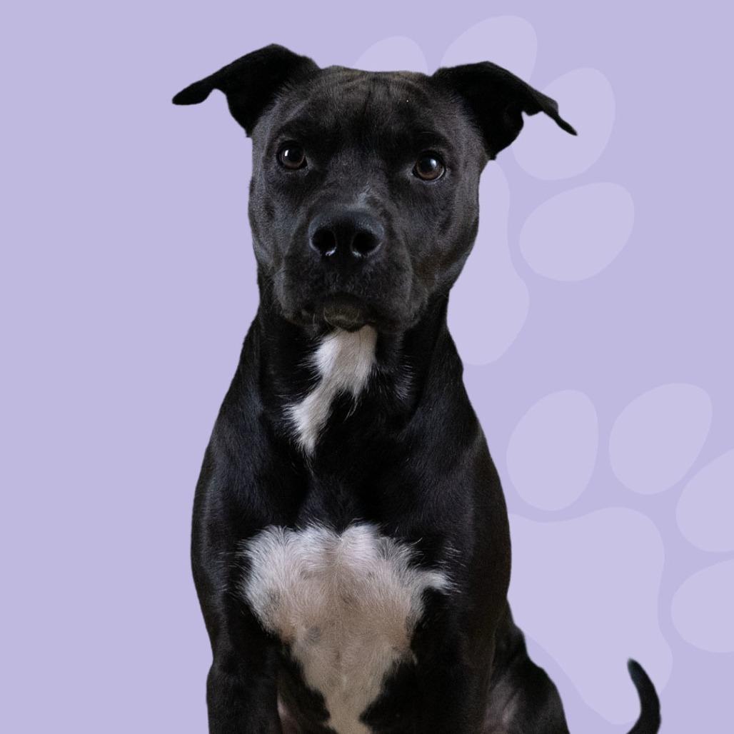 Enlarge Cashmere, a Adoptable Mixed Breed in Gainesville, GA image 4/4