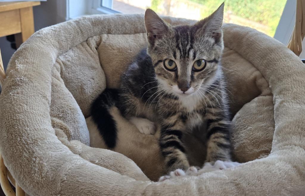 Morgan, Adoptable, Kitten Male Domestic Short Hair.