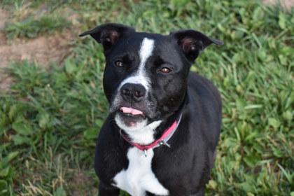 Jewels, Adoptable, Adult Female Mixed Breed & Mixed Breed.