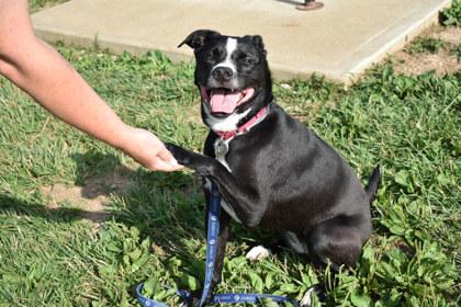 Jewels, a Adoptable mixed breed in Kansas City, MO image 2/3