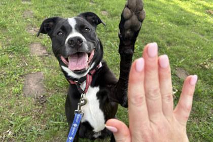 Jewels, Adoptable, Adult Female Mixed Breed & Mixed Breed.
