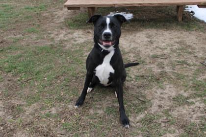 Jewels, a Adoptable mixed breed in Kansas City, MO image 2/3