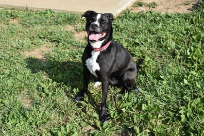 Jewels, a Adoptable mixed breed in Kansas City, MO image 3/3