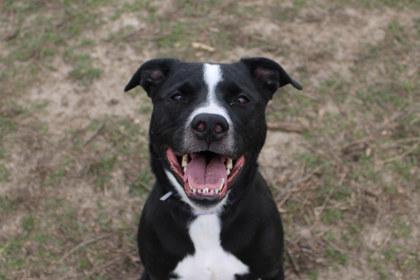 Jewels, a Adoptable mixed breed in Kansas City, MO image 3/3