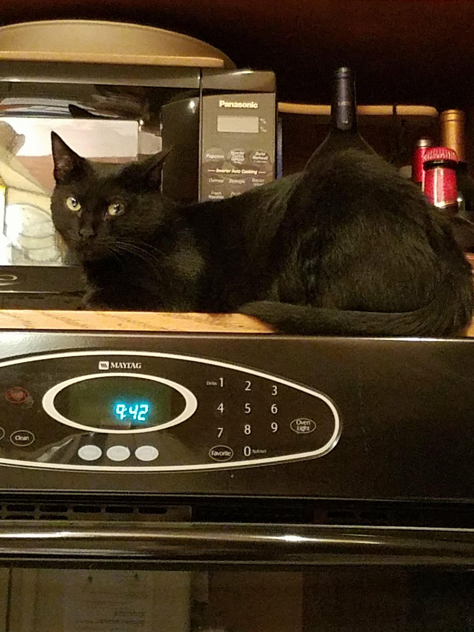 Scarlet, a Adoptable Domestic Short Hair in Rochester, NY image 1/9