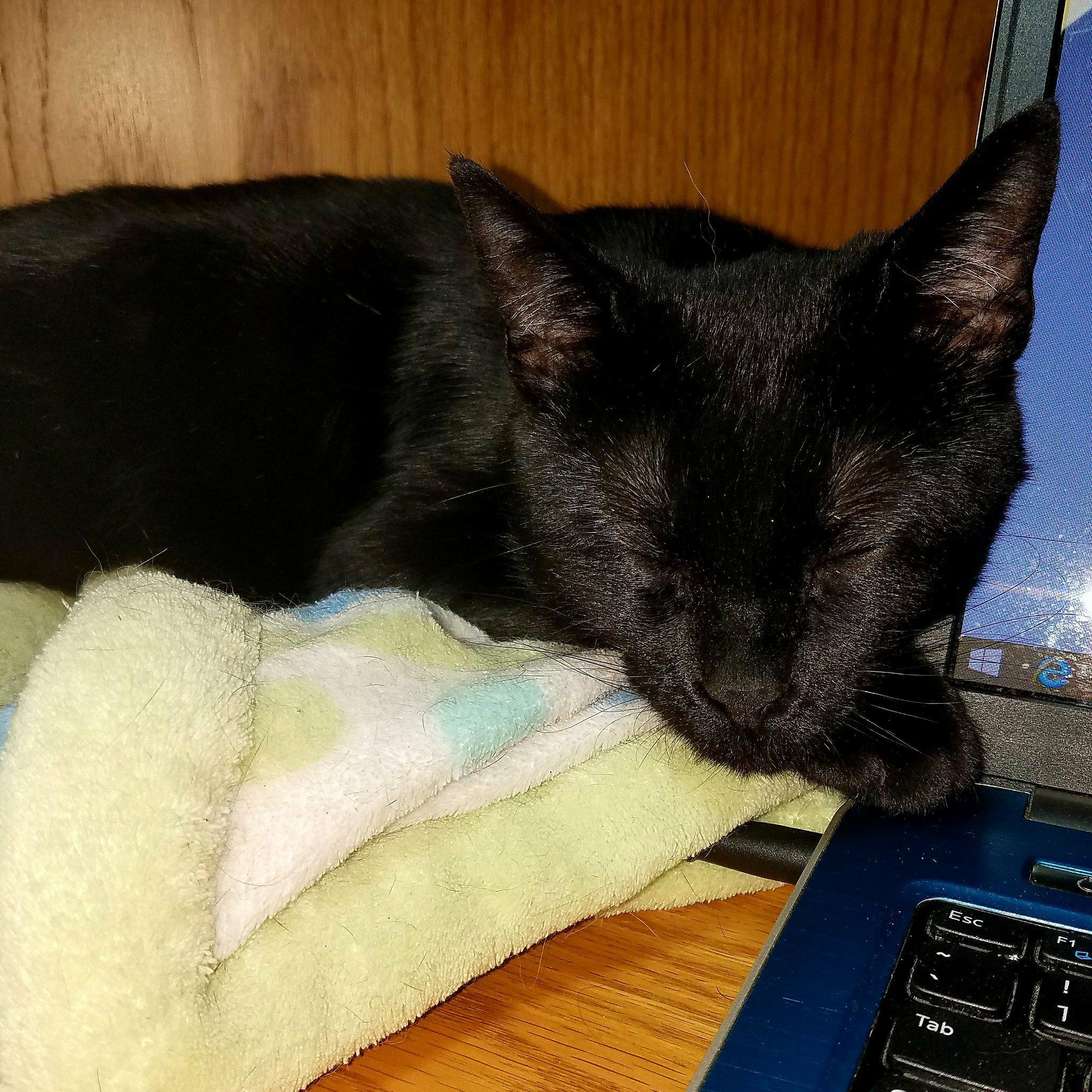 Scarlet, a Adoptable Domestic Short Hair in Rochester, NY image 2/9