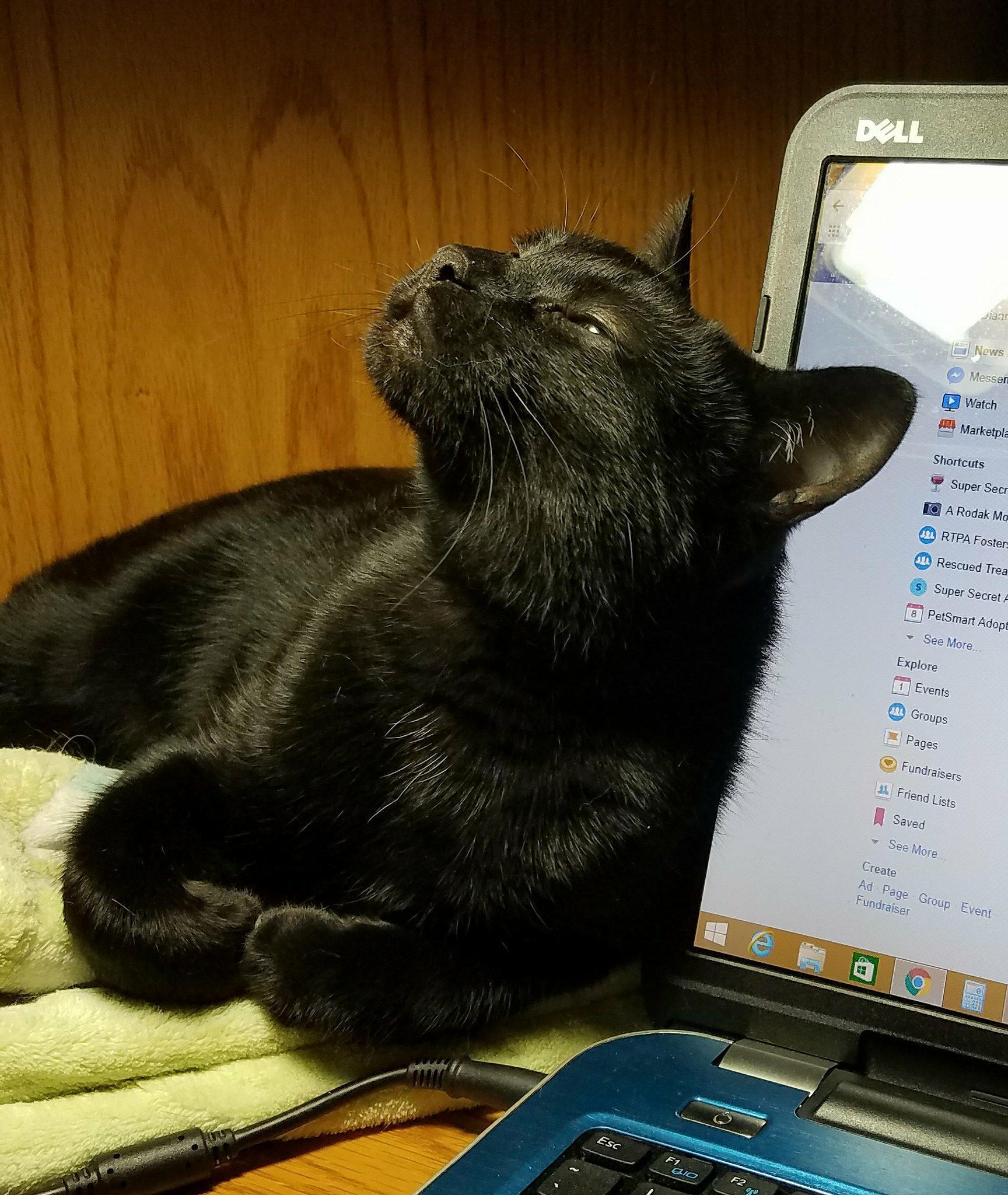 Scarlet, a Adoptable Domestic Short Hair in Rochester, NY image 3/9