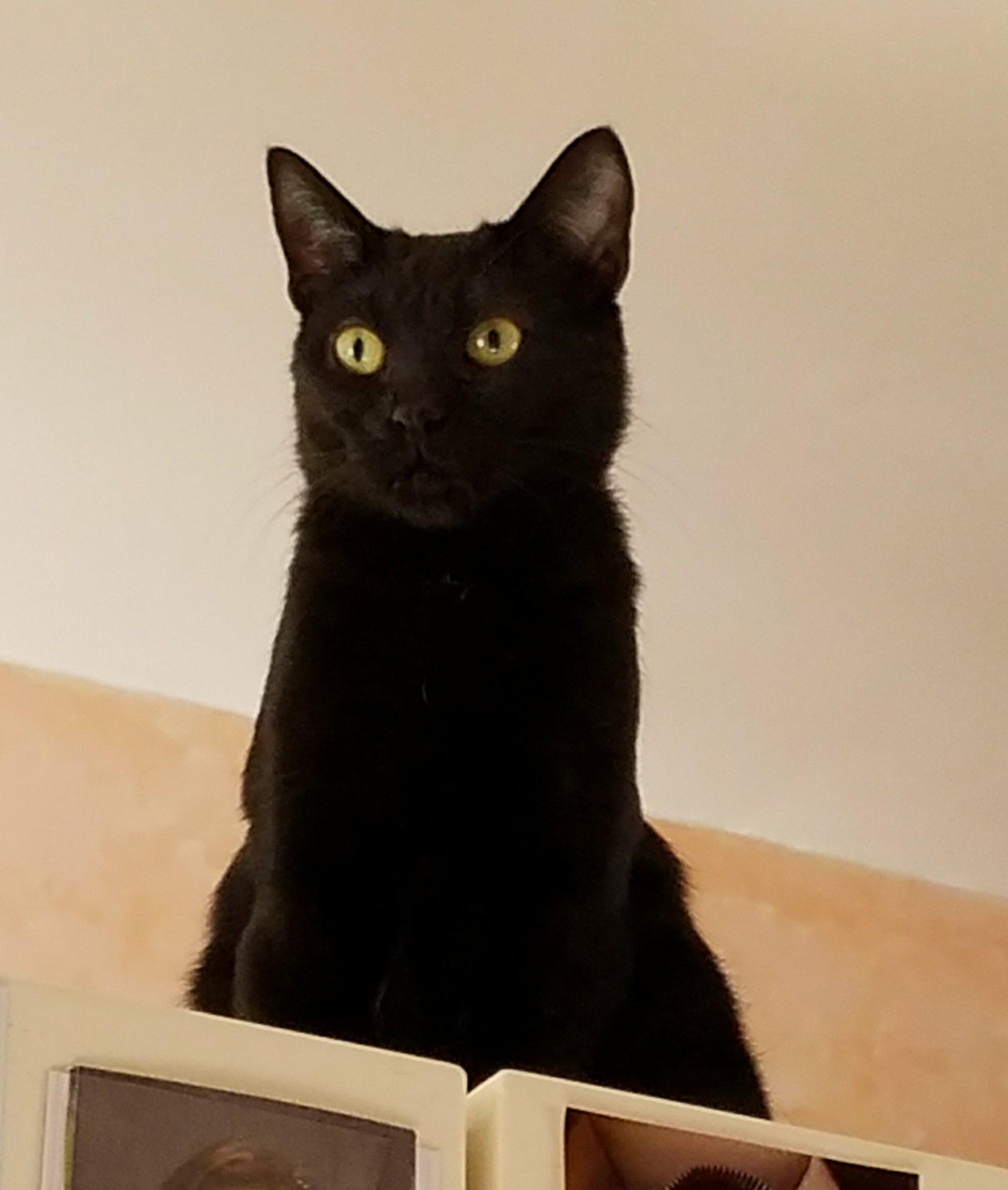 Scarlet, a Adoptable Domestic Short Hair in Rochester, NY image 4/9