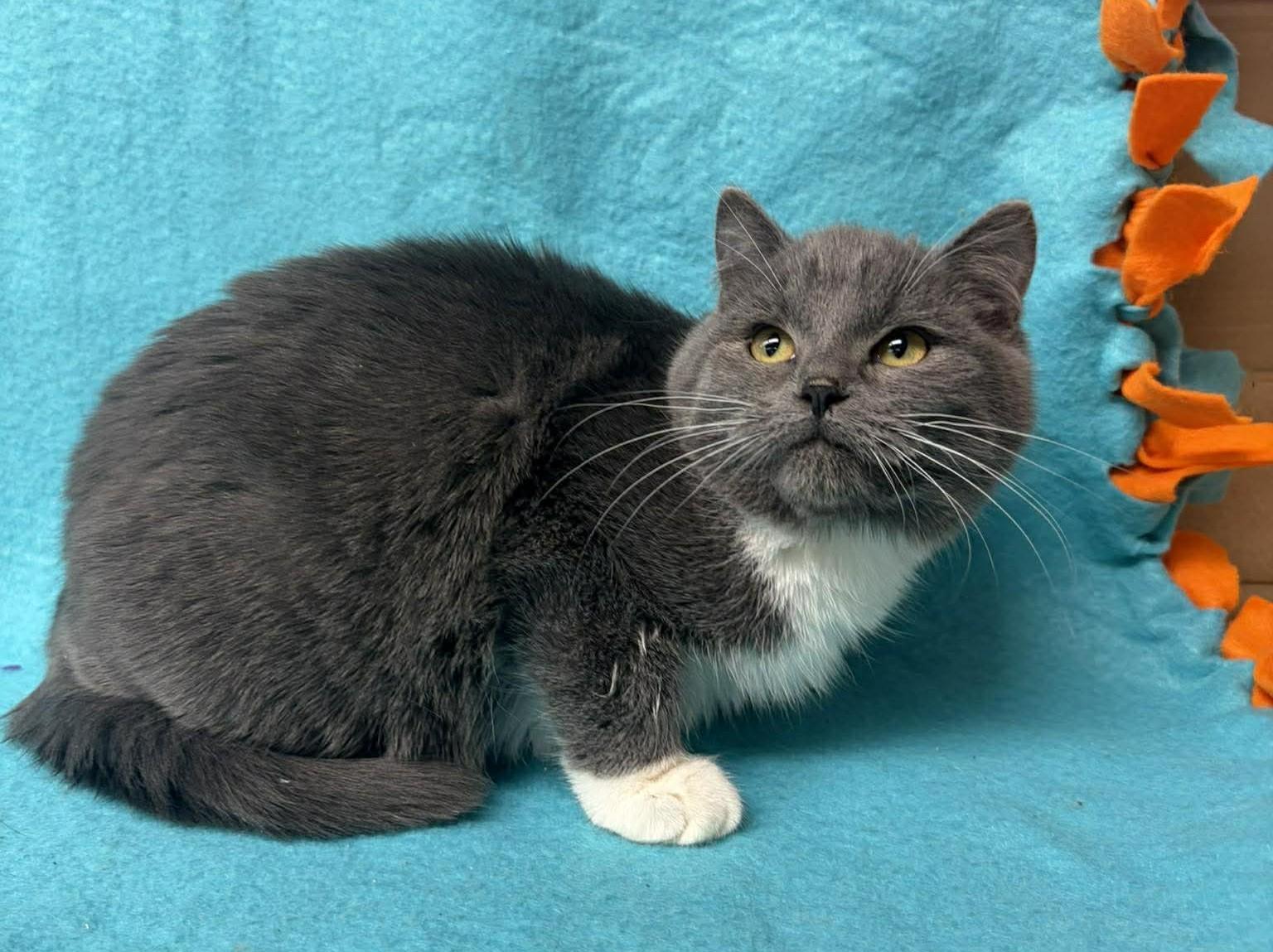 Enlarge Spatula, an adopted mixed breed in Maryville, MO image 2/3