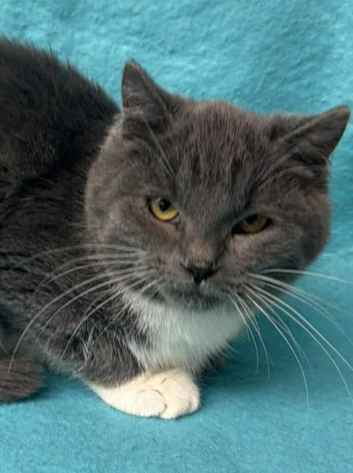 Enlarge Spatula, an adopted mixed breed in Maryville, MO image 3/3