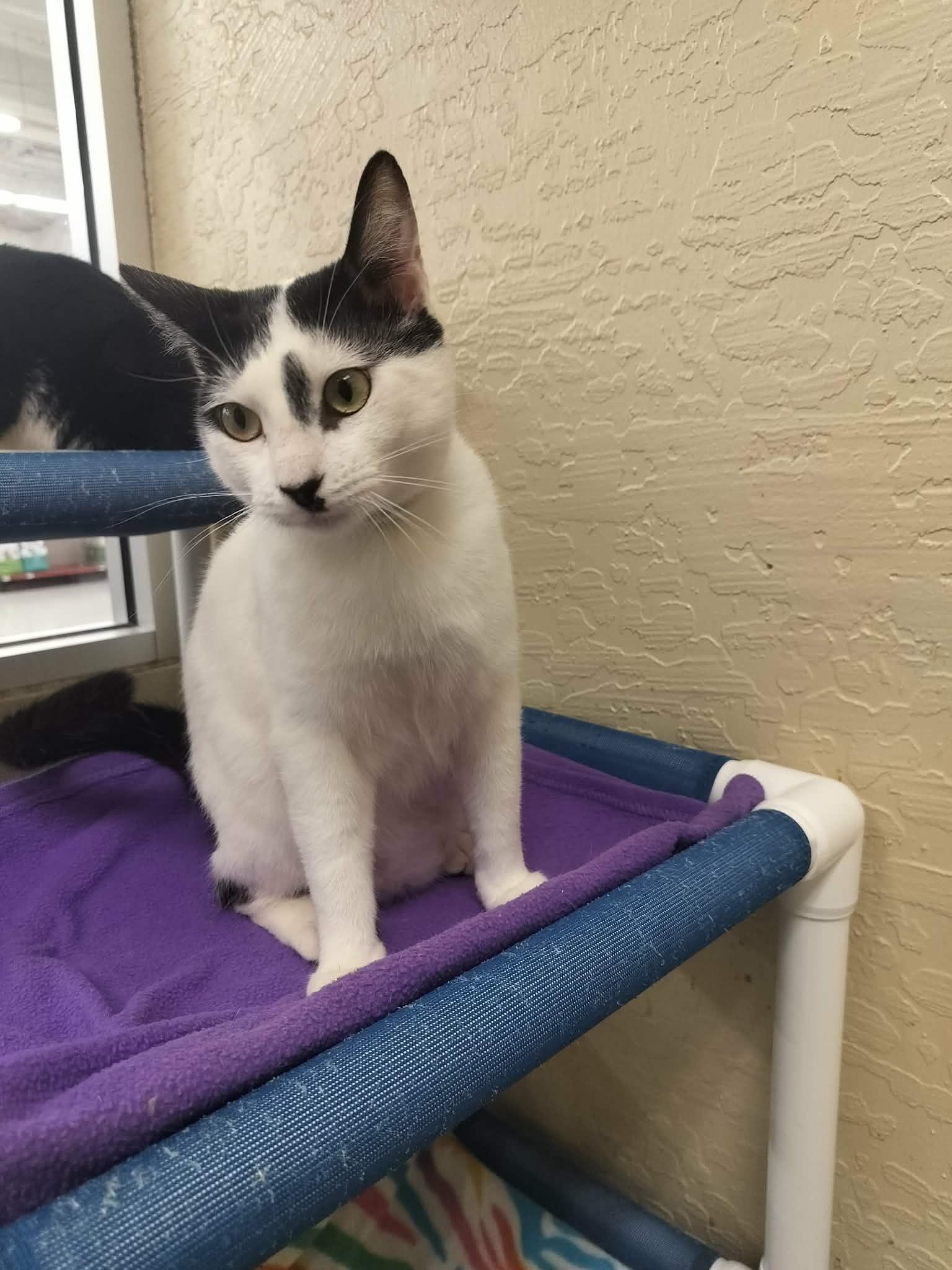 Benny, a Adoptable Domestic Short Hair in Parlier, CA image 1/6