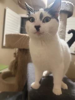 Enlarge Benny, a Adoptable Domestic Short Hair in Parlier, CA image 1/4