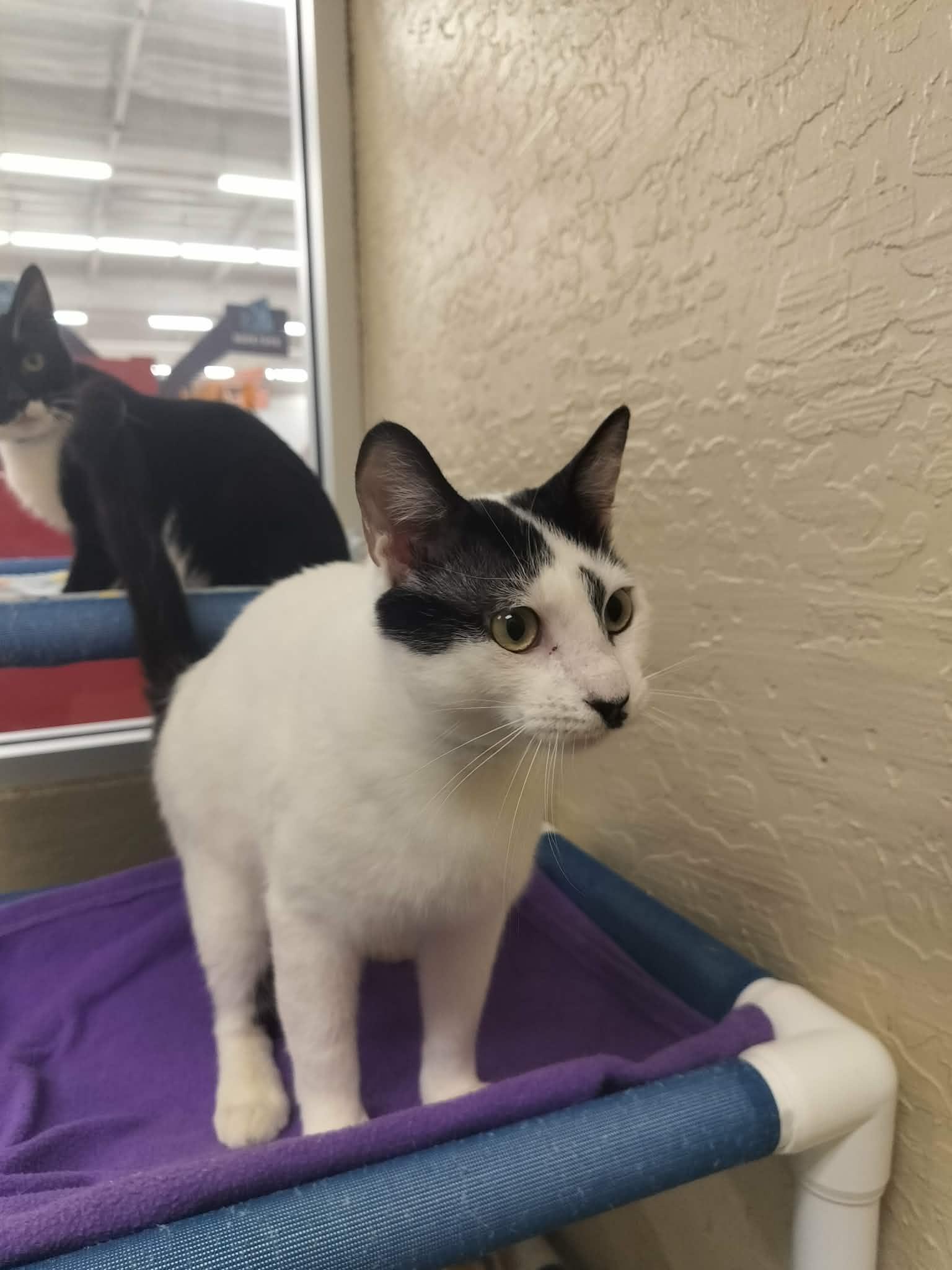Benny, a Adoptable Domestic Short Hair in Parlier, CA image 3/6