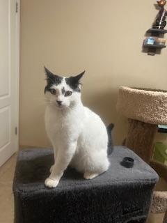 Enlarge Benny, a Adoptable Domestic Short Hair in Parlier, CA image 2/4