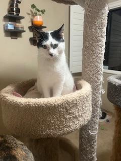 Enlarge Benny, a Adoptable Domestic Short Hair in Parlier, CA image 3/4