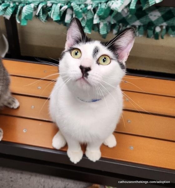 Benny, a Adoptable Domestic Short Hair in Parlier, CA image 4/6