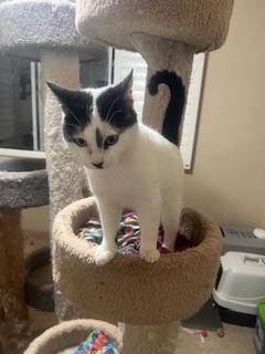 Benny, a Adoptable Domestic Short Hair in Parlier, CA image 5/6