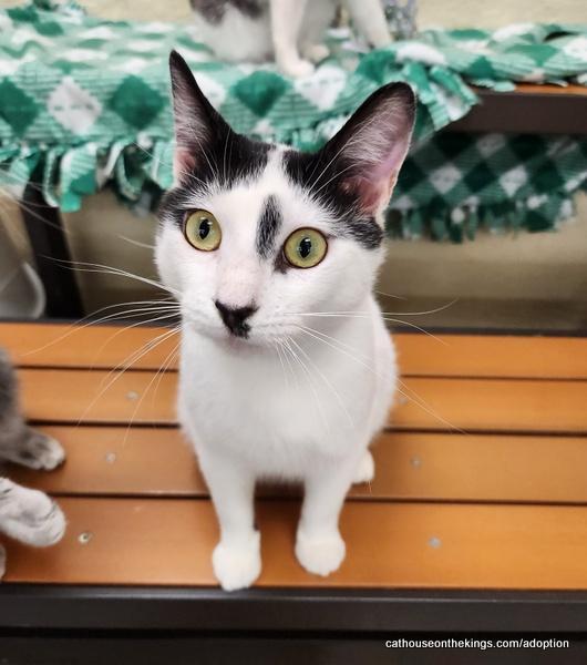 Benny, a Adoptable Domestic Short Hair in Parlier, CA image 6/6