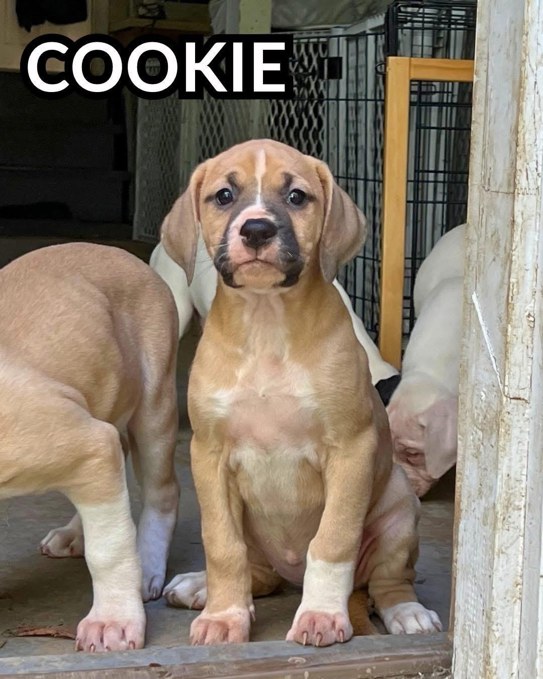 Cookie, Adoptable, Puppy Female Bulldog & Boxer.