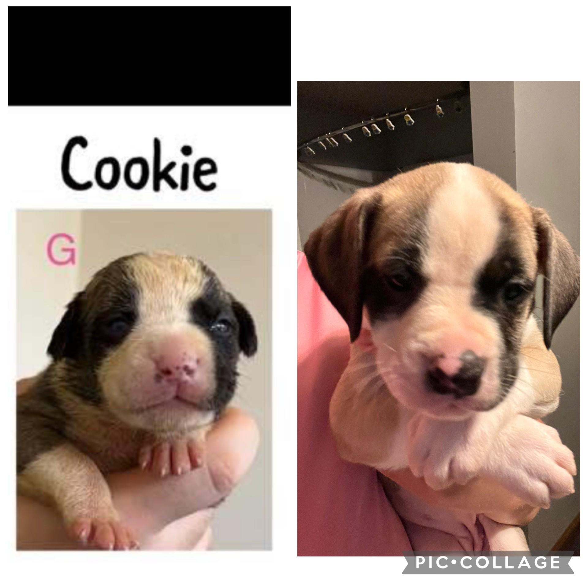 Enlarge Cookie, a Adoptable mixed breed in Youngstown, OH image 2/3