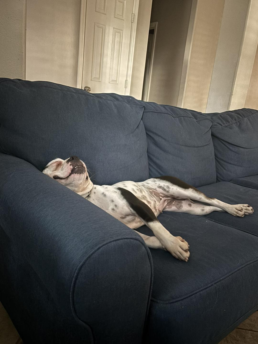 Enlarge Dixie (goofy, funny, smart, and sweet), a Adoptable mixed breed in Grand Rapids, MI image 2/5