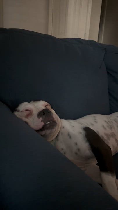 Enlarge Dixie (goofy, funny, smart, and sweet), a Adoptable mixed breed in Grand Rapids, MI video 5/5