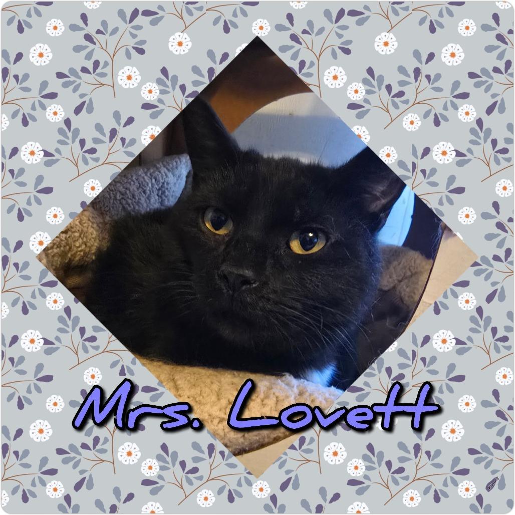 Enlarge Mrs. Lovett, a Adoptable Domestic Short Hair in Hanna City, IL image 1/2
