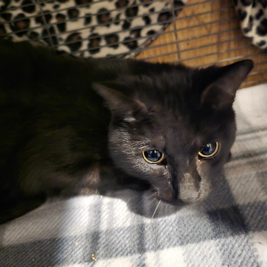 Mrs. Lovett, Adoptable, Adult Female Domestic Short Hair.