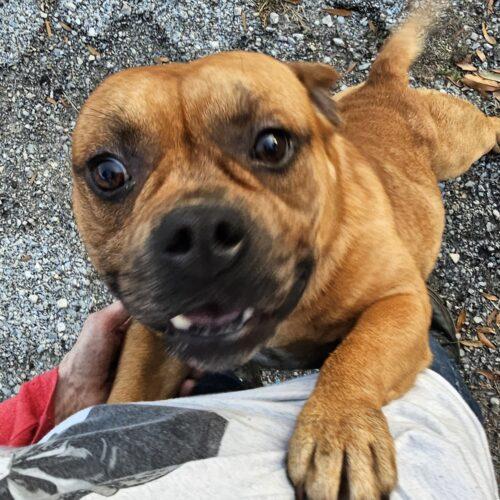 Cane Lucian, Adoptable, Young Male American Bulldog & French Bulldog.
