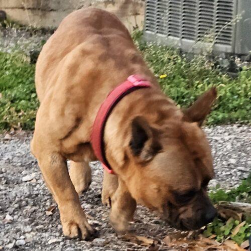 Enlarge Cane Lucian, a Adoptable mixed breed in Biloxi, MS image 1/5