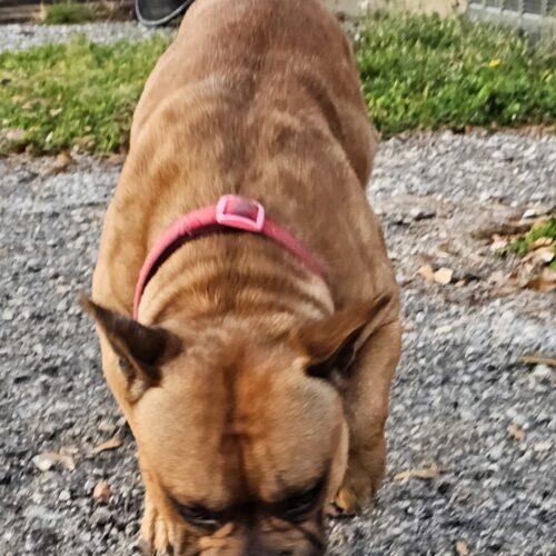 Enlarge Cane Lucian, a Adoptable mixed breed in Biloxi, MS image 2/5