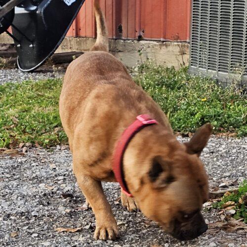 Enlarge Cane Lucian, a Adoptable mixed breed in Biloxi, MS image 3/5