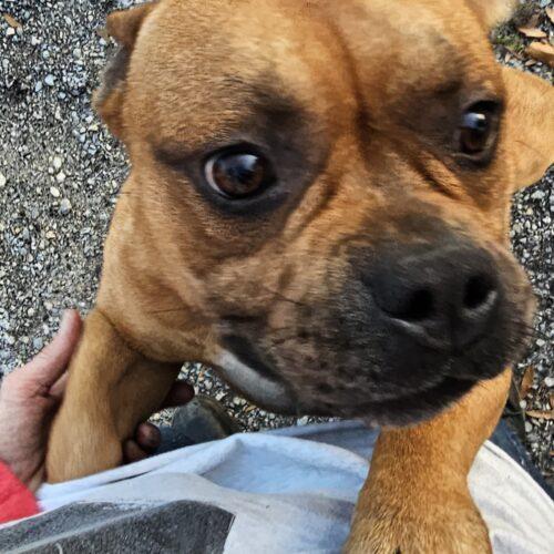 Enlarge Cane Lucian, a Adoptable mixed breed in Biloxi, MS image 4/5