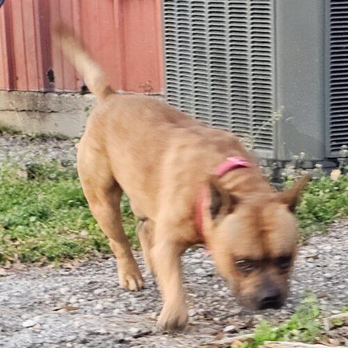 Enlarge Cane Lucian, a Adoptable mixed breed in Biloxi, MS image 5/5