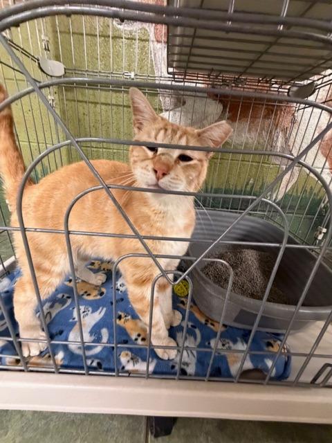 Thumby, Adopted, Adult Male Domestic Short Hair.