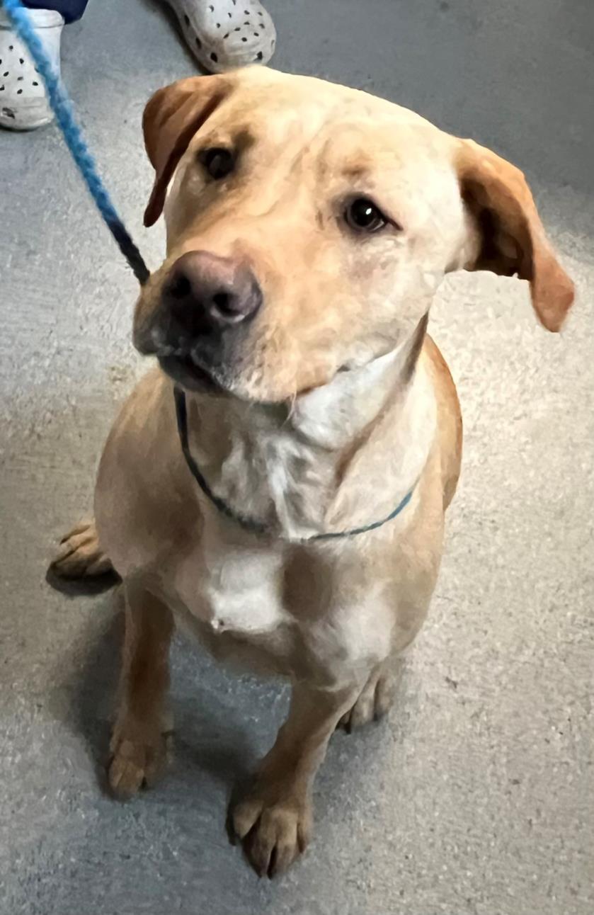 BISCUIT, Adoptable, Adult Female Labrador Retriever.