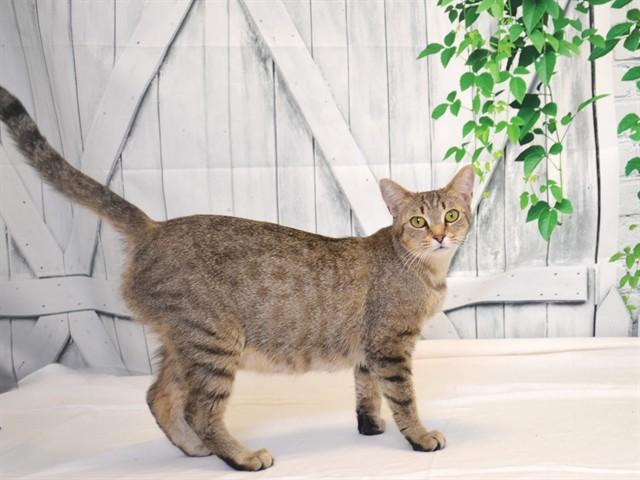 BERNADETTE, Adoptable, Young Female Domestic Short Hair.