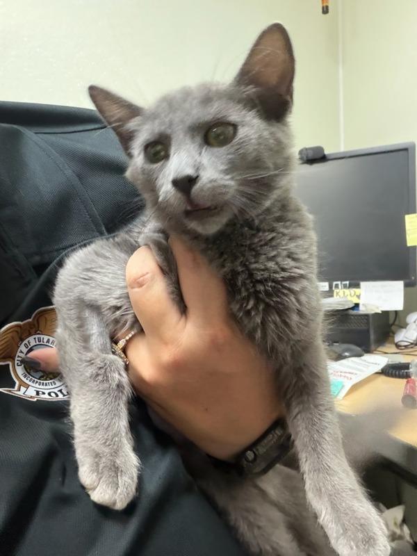 Storm, Adoptable, Kitten Female Domestic Medium Hair.