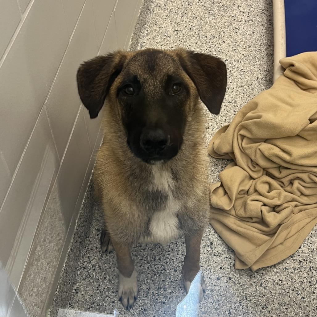 Enlarge Polo, a Adoptable mixed breed in Newark, DE image 1/6