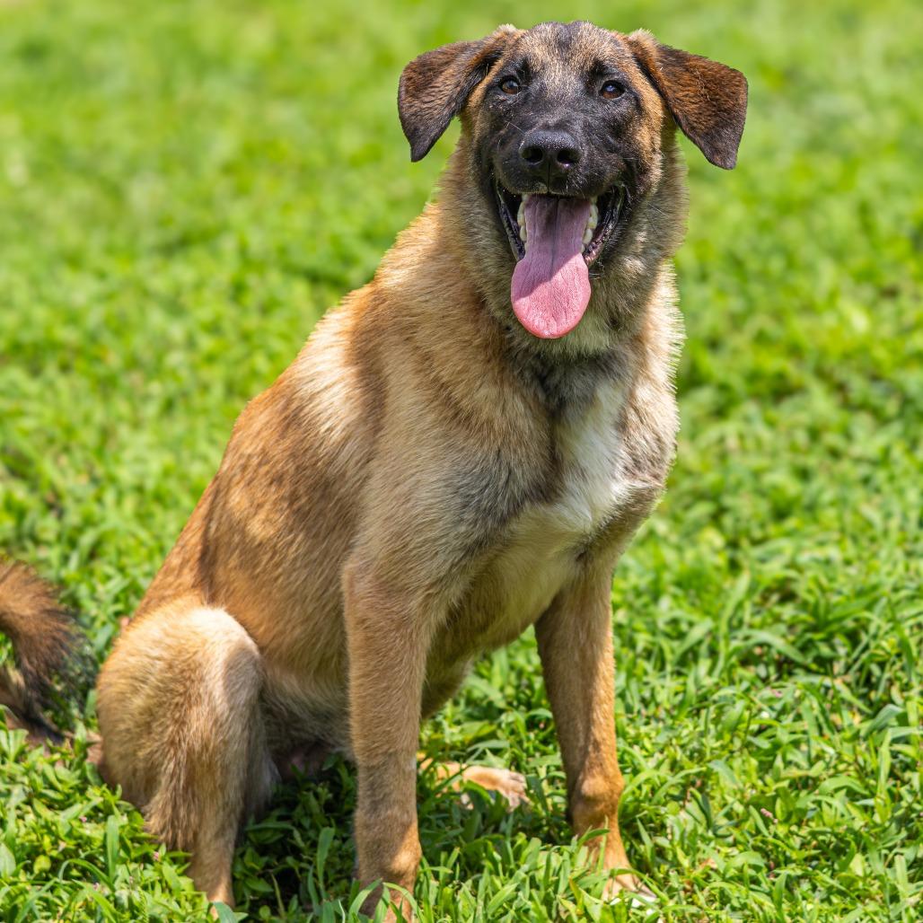 Enlarge Polo, a Adoptable mixed breed in Newark, DE image 2/6