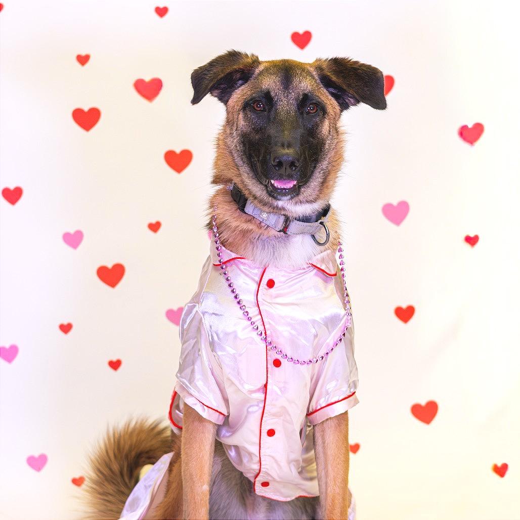 Enlarge Polo, a Adoptable mixed breed in Newark, DE image 3/6