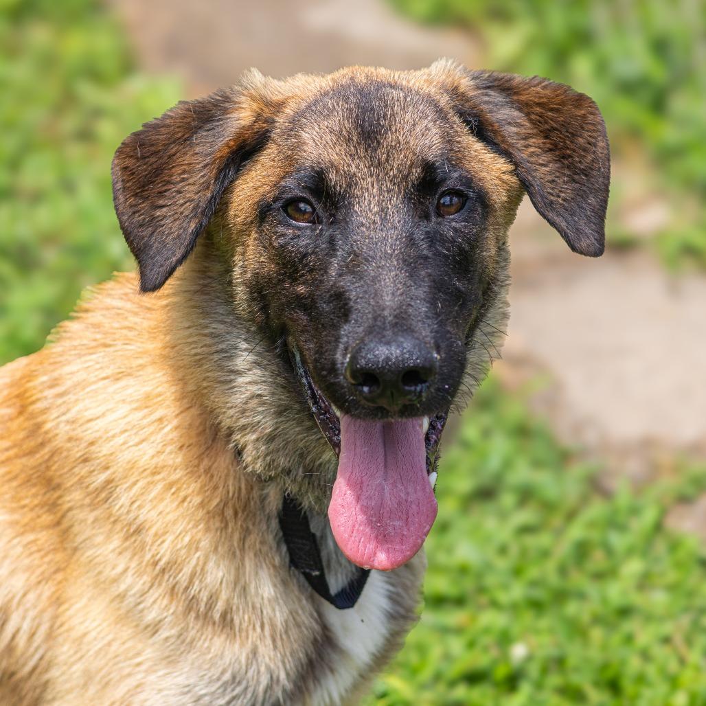 Enlarge Polo, a Adoptable mixed breed in Newark, DE image 3/6
