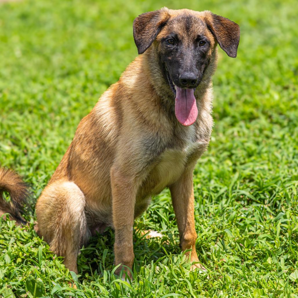 Enlarge Polo, a Adoptable mixed breed in Newark, DE image 4/6