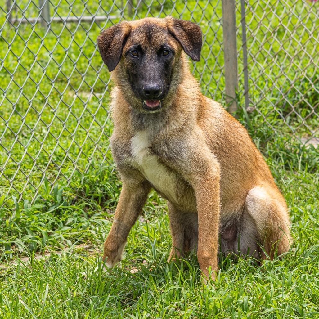 Enlarge Polo, a Adoptable mixed breed in Newark, DE image 5/6