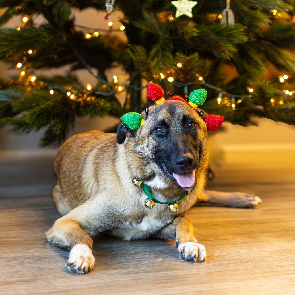 Enlarge Polo, a Adoptable mixed breed in Newark, DE image 6/6