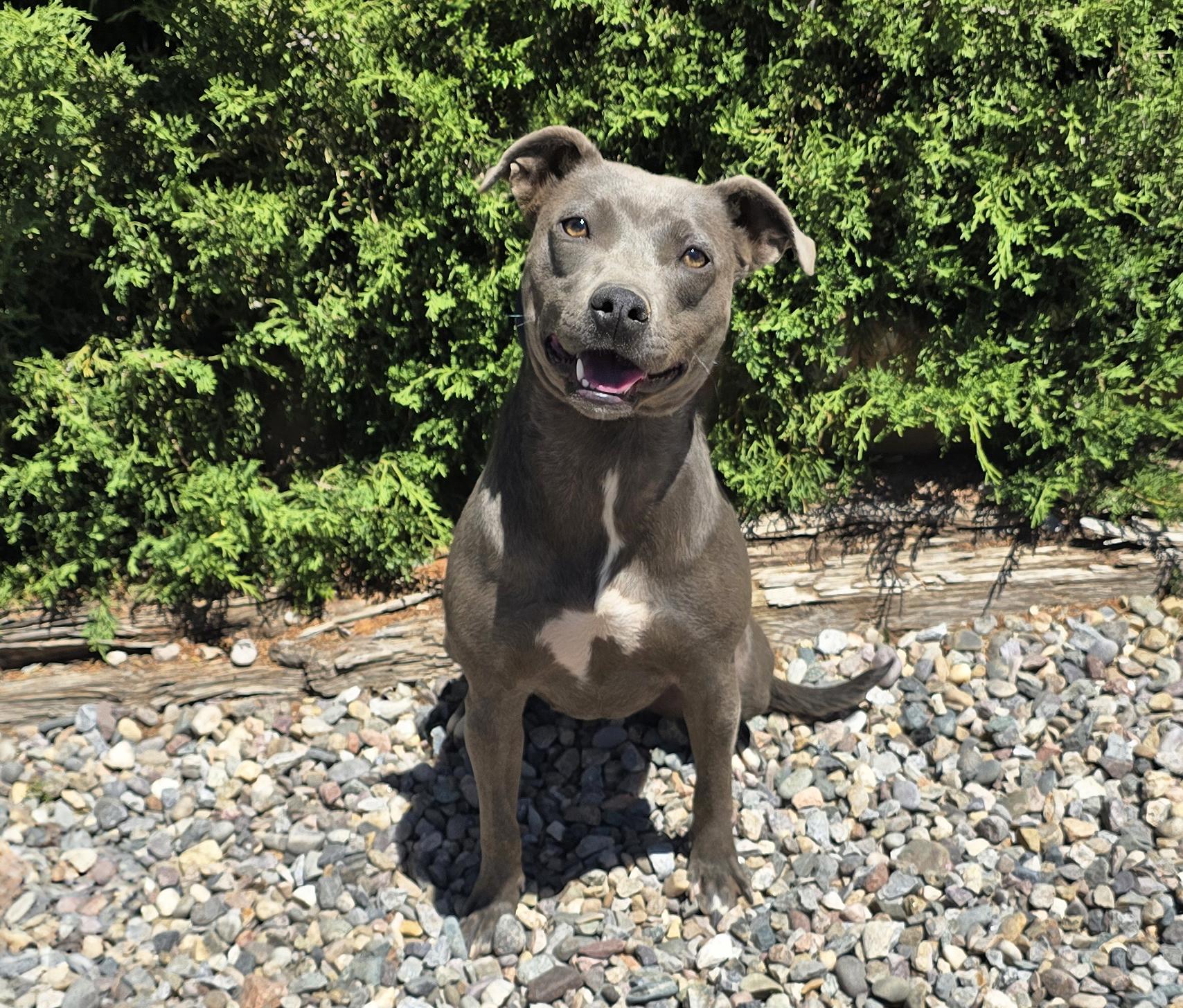 Affectionate Ms Azula, Glorious Pup, a Adoptable Pit Bull Terrier in Albuquerque, NM image 3/4