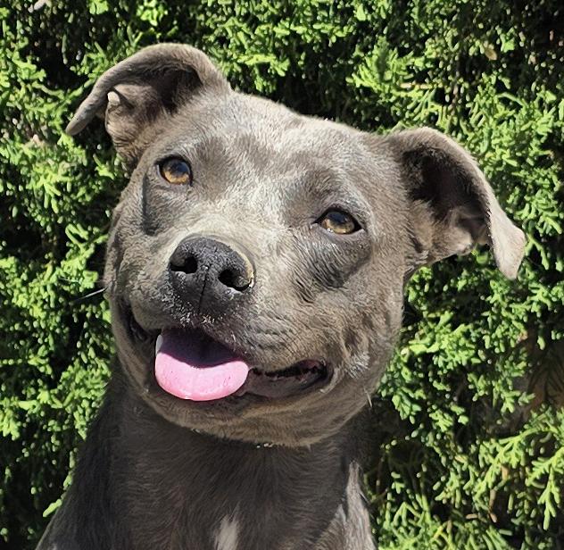 Affectionate Ms Azula, Glorious Pup, Adoptable, Young Female Pit Bull Terrier.