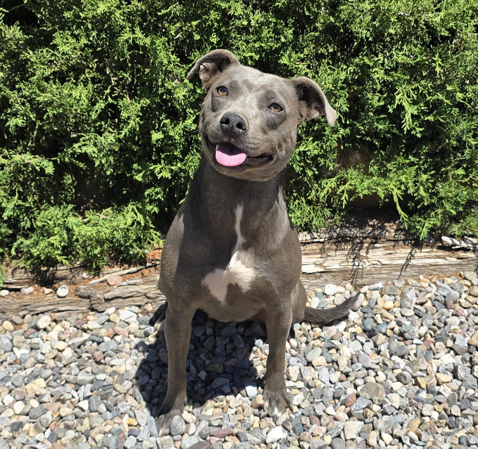 Affectionate Ms Azula, Glorious Pup, a Adoptable Pit Bull Terrier in Albuquerque, NM image 2/2