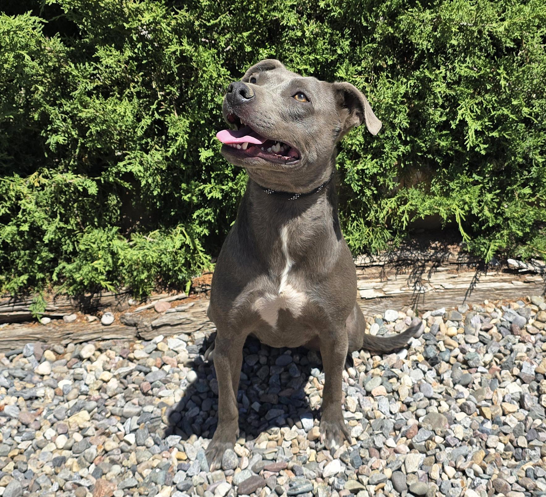 Affectionate Ms Azula, Glorious Pup, a Adoptable Pit Bull Terrier in Albuquerque, NM image 4/4